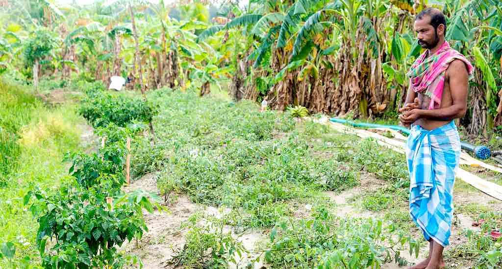  Despite harsh conditions, farmers in Andaman are reshaping land to cultivate at least three crops per year.