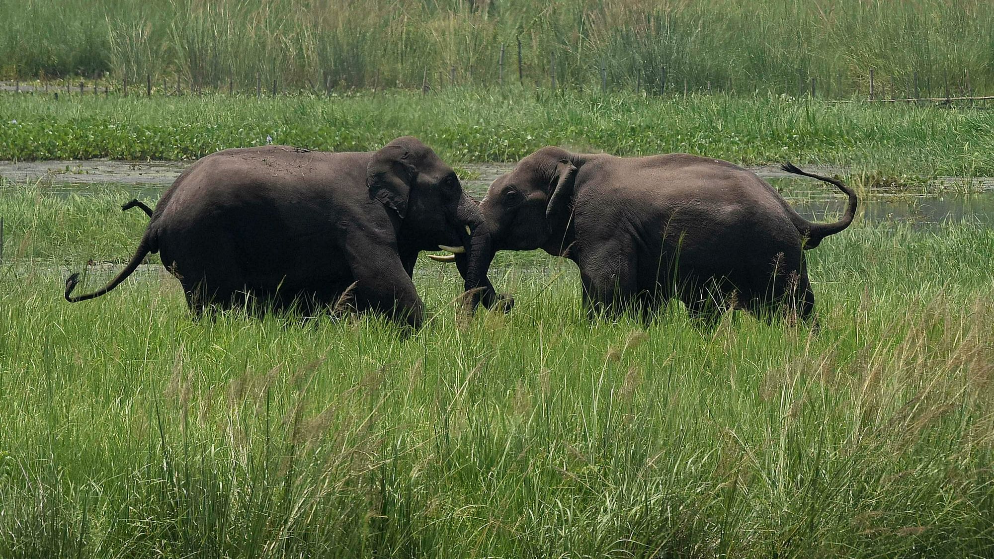 In this June 7, 2017, file photo, two wild elephants, part of a herd that arrived at a wetland near the Thakurkuchi railway station engage in a tussle on the outskirts of Gauhati, Assam, India.&nbsp;