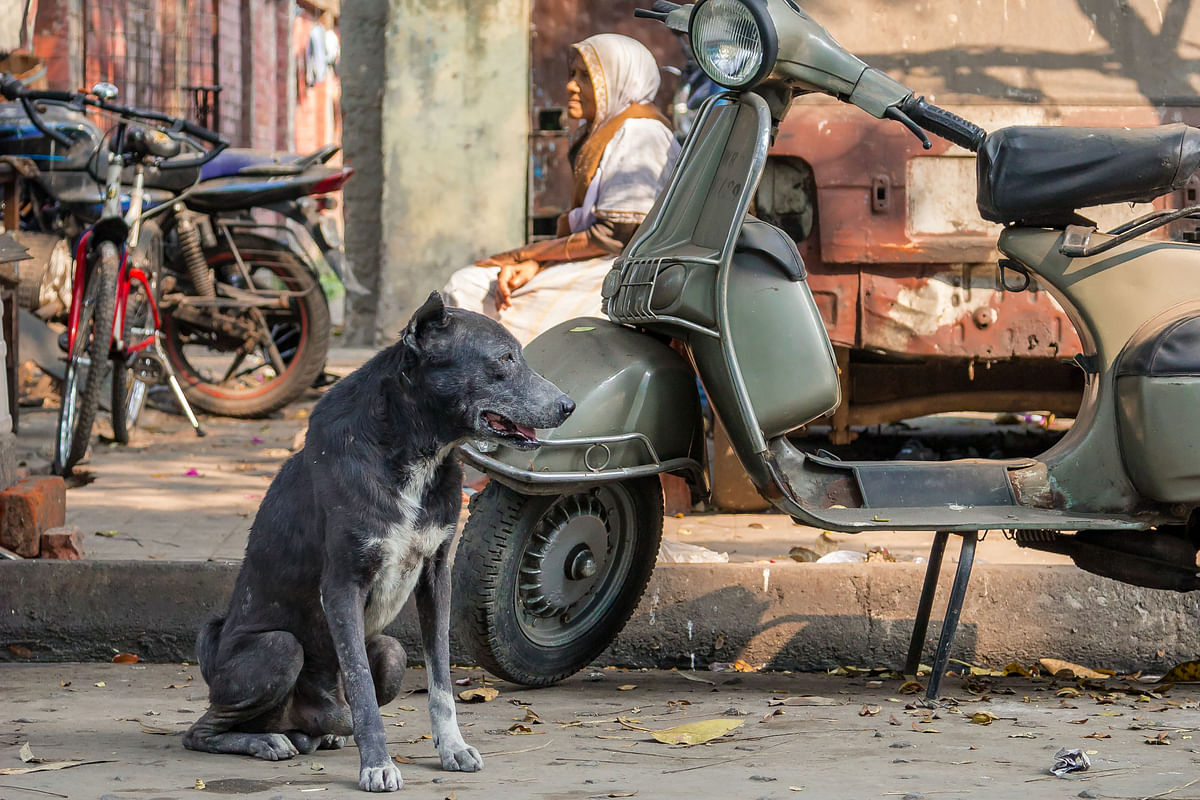 The much-praised documentary tells the story of an auto-rickshaw driver who feeds 80 dogs across South Kolkata.