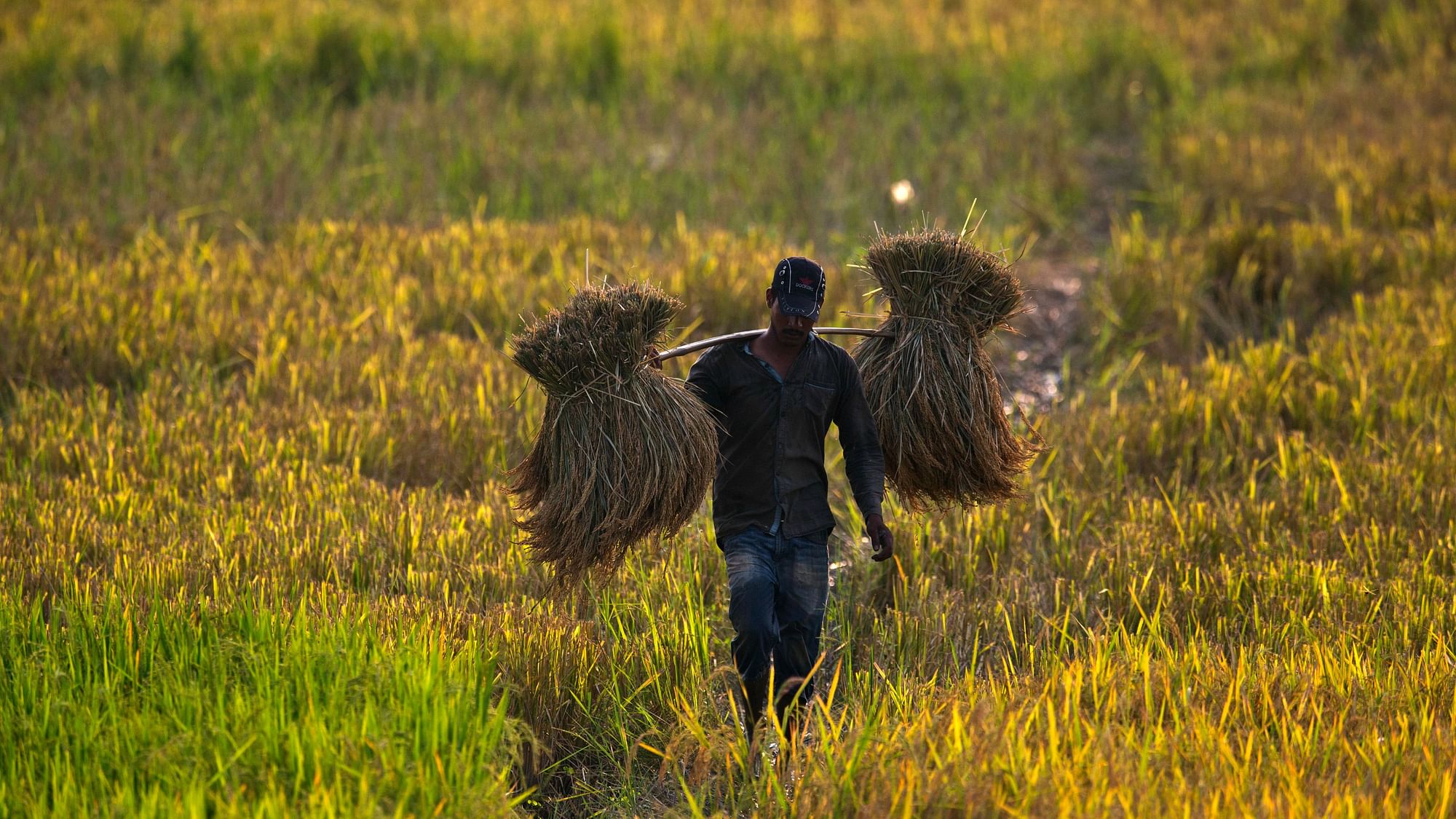 A farmer carries a harvested paddy in a paddy field on the outskirts of Guwahati.&nbsp;
