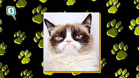 Grumpy Cat Death Grumpy Cat Internet S Most Famous Feline Passes Away End Of A Meme Era Grumpy Cat Death Grumpy Cat Internet S Most Famous Feline Passes Away End Of A Meme Era