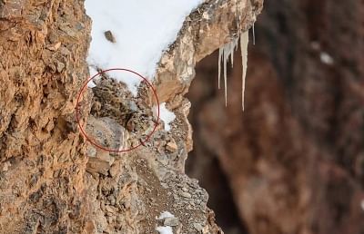 Kibber: A photograph of a snow leopard clicked by wildlife photographer Saurabh Desai has gone viral on social media after many netizens found it hard to spot the animal on a rocky mountain covered with patches of now.