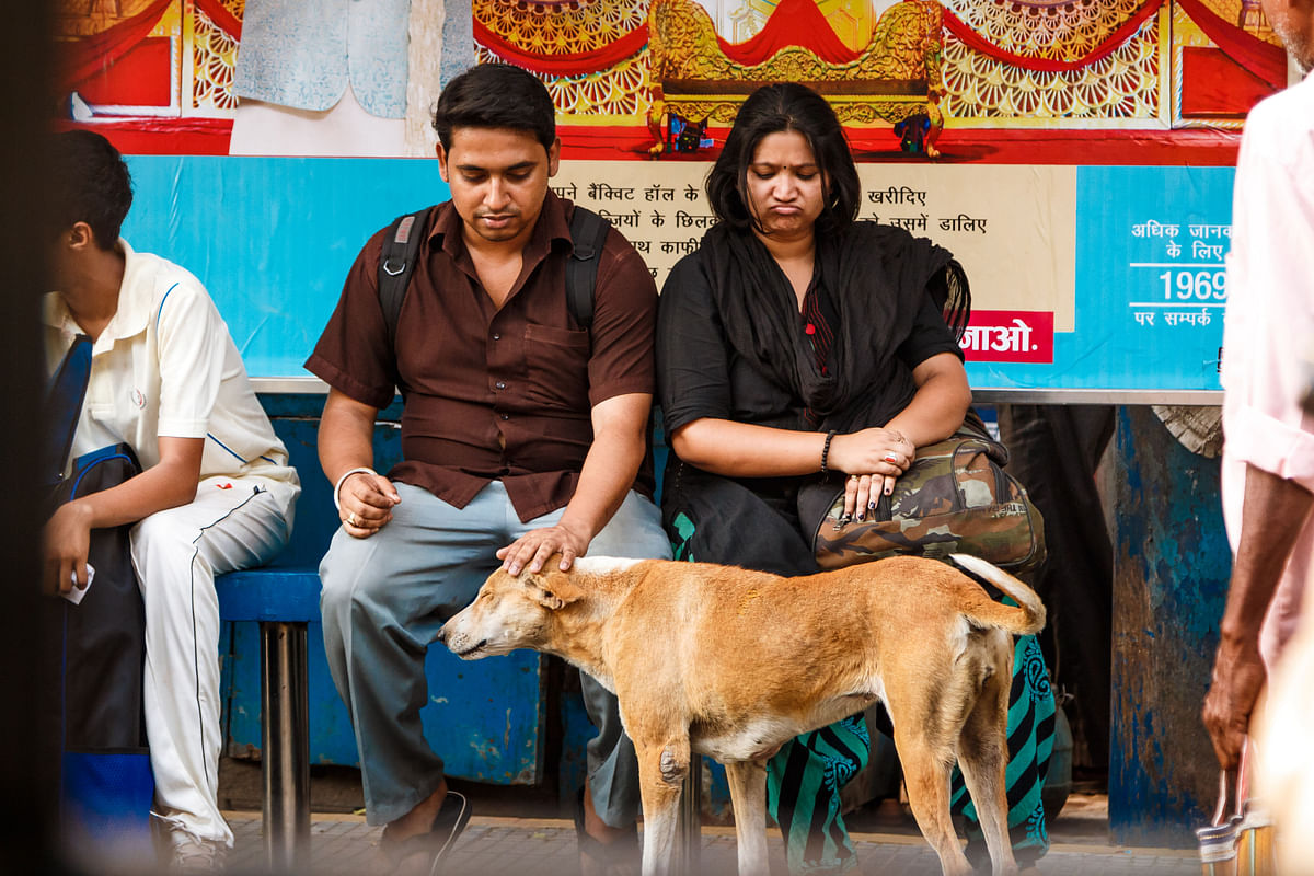 The much-praised documentary tells the story of an auto-rickshaw driver who feeds 80 dogs across South Kolkata.