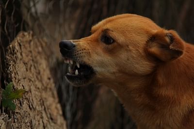 Dog. (File Photo: IANS)