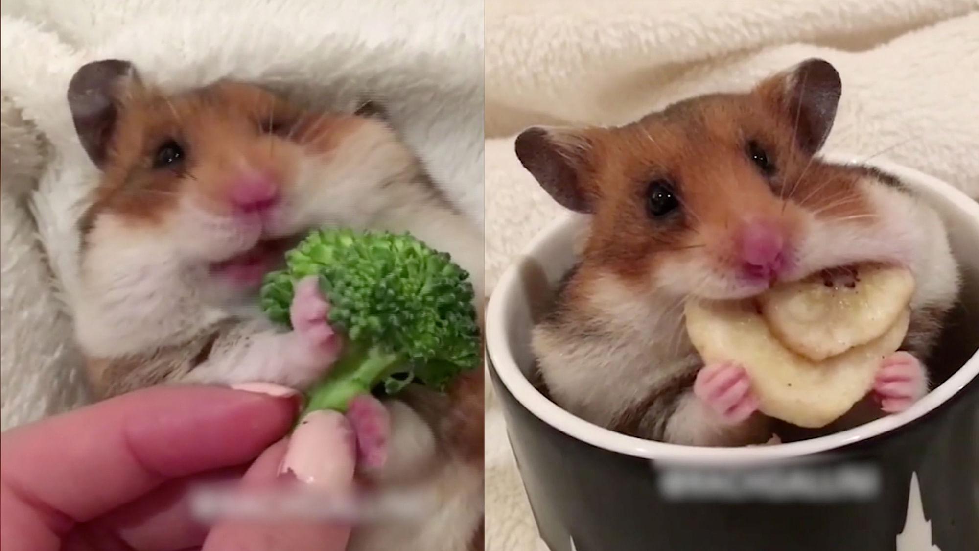 Hamster feasting on banana, broccoli.