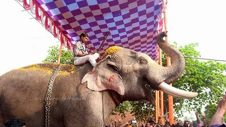 According to reports, the tusker was brought to the temple at around 10 am. 