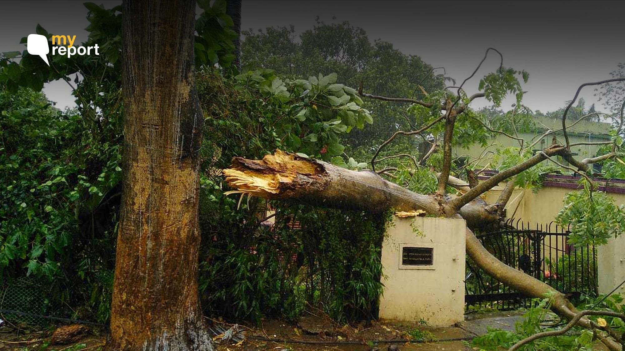 A photo of a fallen tree in Bhubaneswar.&nbsp;