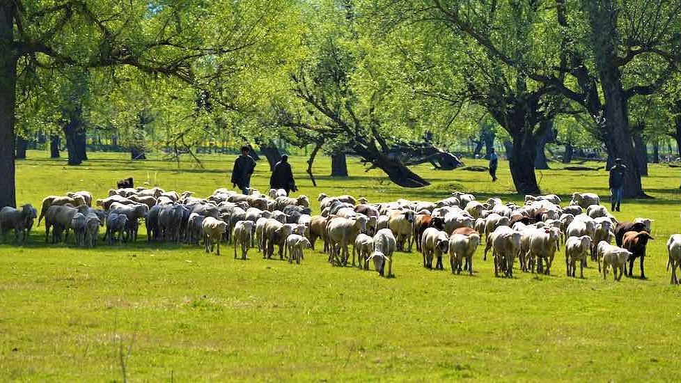 Taking such good care of the sheep enables farmers to maintain robust lineage.