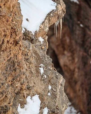 Kibber: A photograph of a snow leopard clicked by wildlife photographer Saurabh Desai has gone viral on social media after many netizens found it hard to spot the animal on a rocky mountain covered with patches of now.