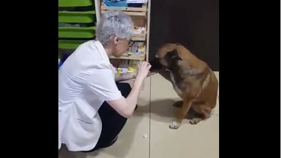 Watch This Pawsome Video: Injured Dog Heads to Pharmacy for Help