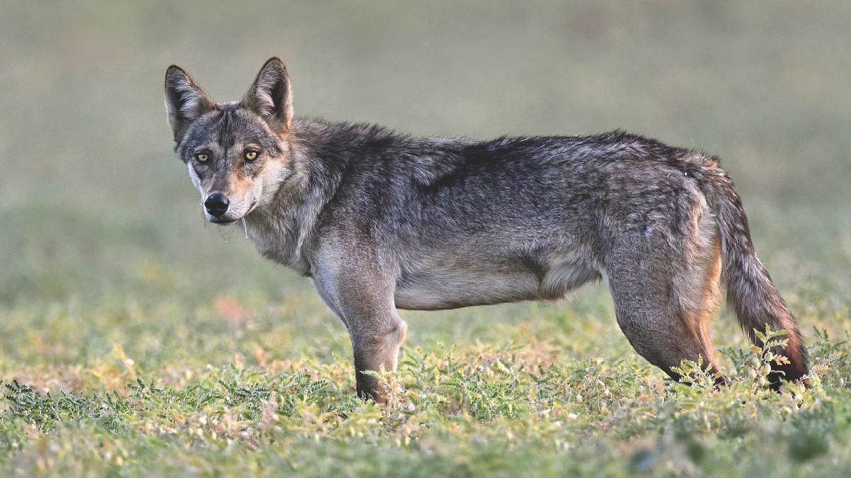File photo of an Indian grey wolf.