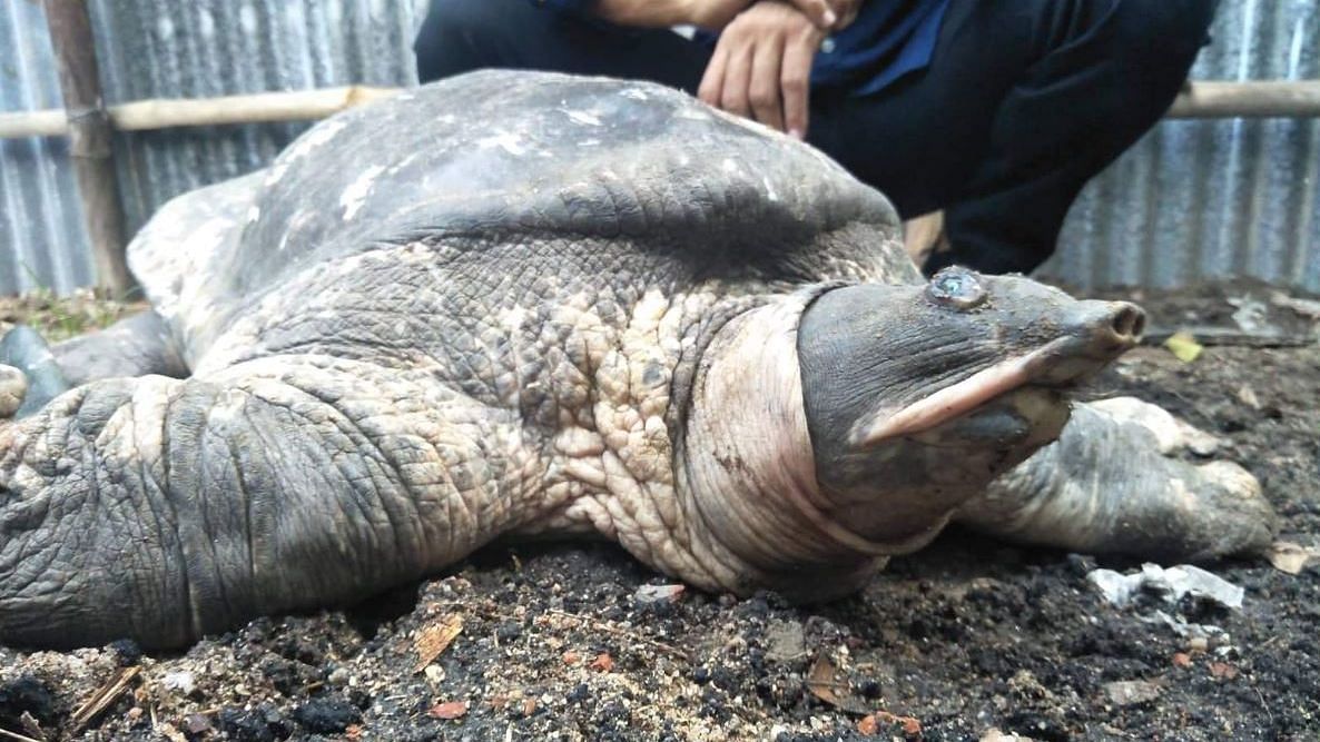 #GoodNews: Assam Temple Helps Bring Back Extinct Turtle Species