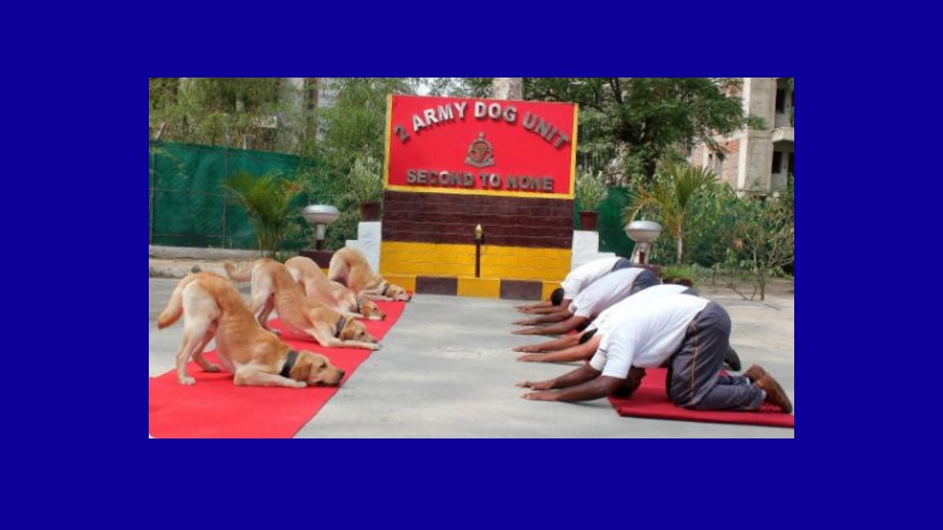 Even dogs participated in International Yoga Day celebrations!