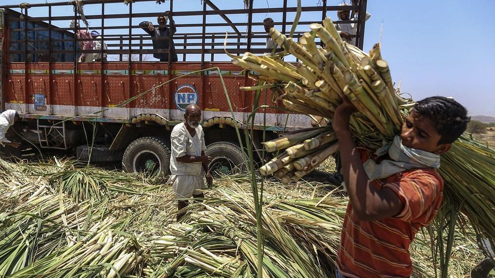 Farmers harvesting sugar cane in Maharashtra