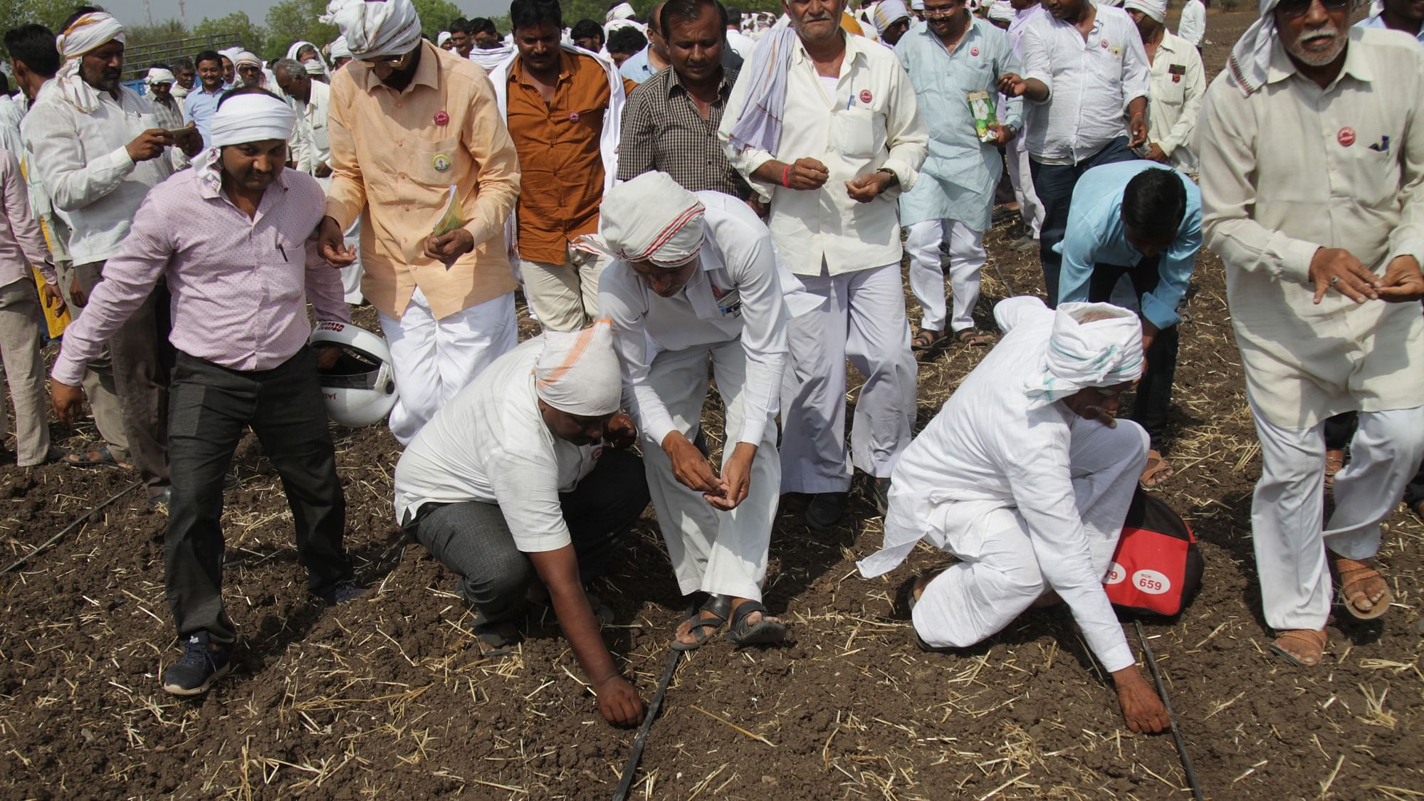 Farmers sowing Ht cotton seed, defying the law.