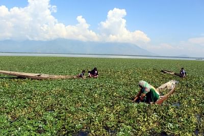 Bandipora: Farmers busy plucking water chestnuts from Wular Lake at Bandipora, in Jammu and Kashmir, on Aug 7, 2018. (Photo: IANS)
