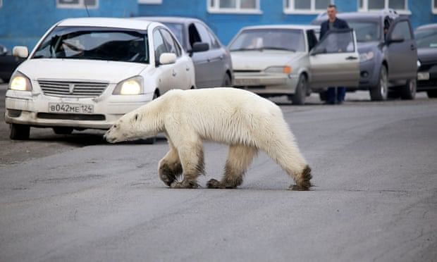 Polar bear wandering in the city of Norilsk.