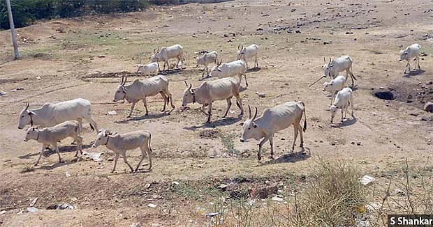 With no rains and limited or no stock in fodder banks, farmers of Athani taluka either send the cattle to their relatives in neighbouring Maharashtra or let the cattle wander in search of whatever greenery is available. 