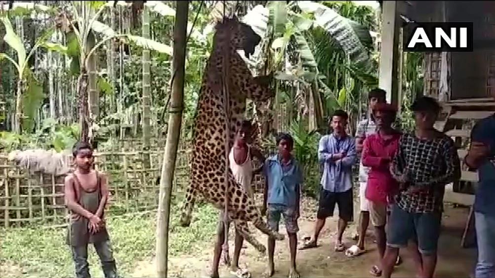 The leopard was mutilated and hanged from a pole by villagers in Assam.
