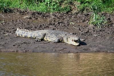 NAIROBI, June 19, 2019 (Xinhua) -- A crocodile rests on the water side at Maasai Mara National Reserve in Kenya, June 17, 2019. (Xinhua/Li Yan/IANS)