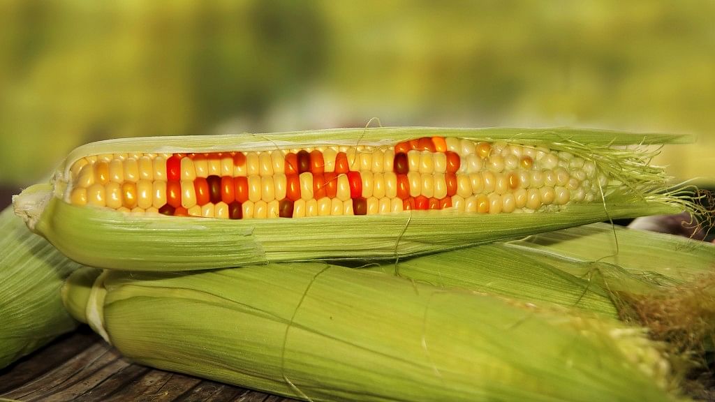 Genetically Modified Foods have always been under suspicion, but do they actually harm us?