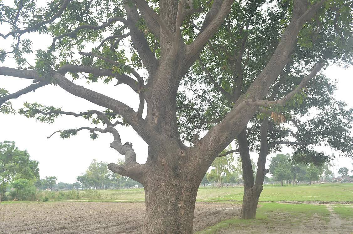 The village of Badaun made headlines in 2014 after two teenaged girls were found hanging from a mango tree.