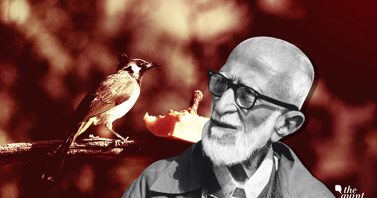 Honour India s Birdman Salim Ali Stop Bait Photography honour-india-s-birdman-salim-ali-stop-bait-photography