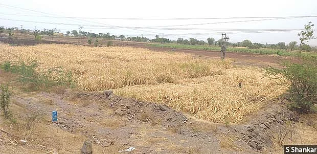 Due to prolonged drought, borewells, which are a primary source of water in the villages of Athani taluka of Belagavi district of northern Karnataka, have dried up, leading to the failure of water-intensive crops such as sugarcane. 