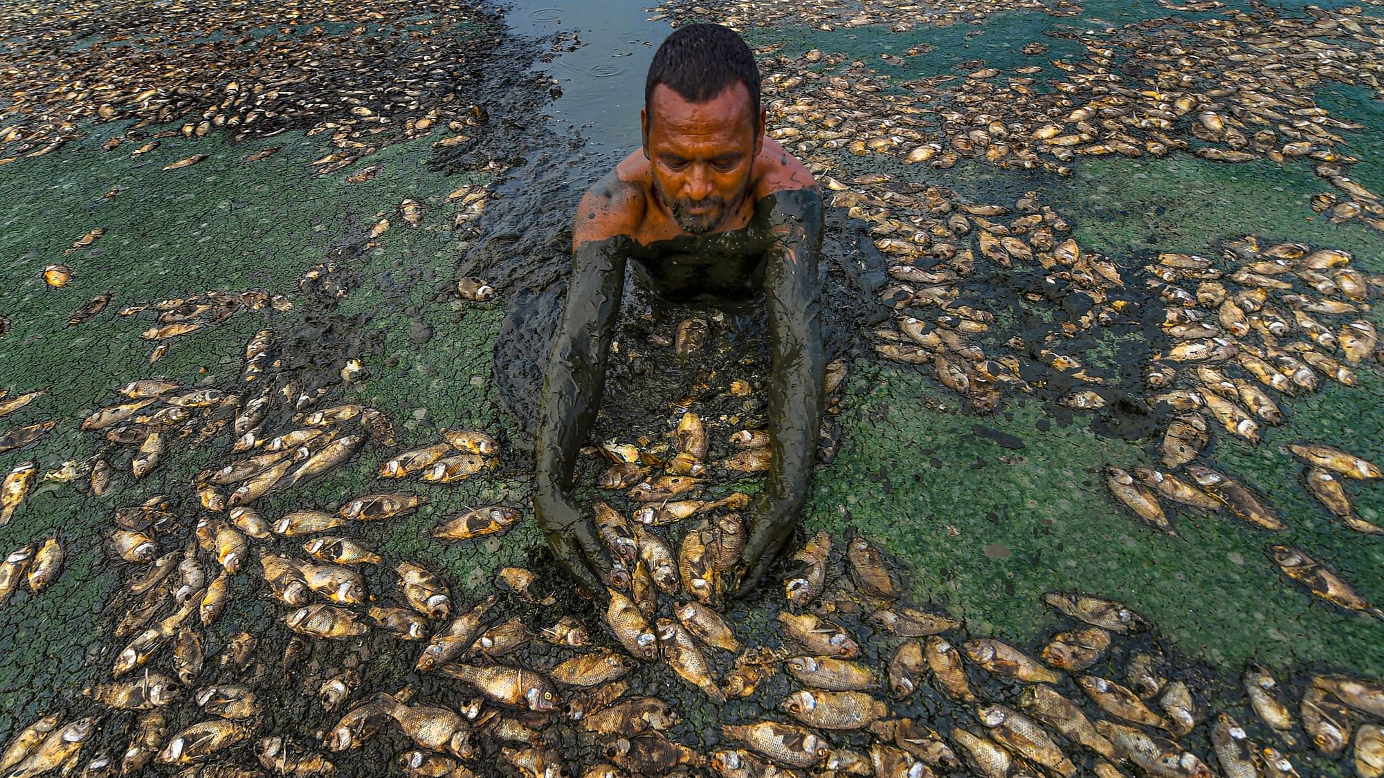 Fish that are believed to have died in the drying Lake Thiruneermalai due to lack of rainfall.