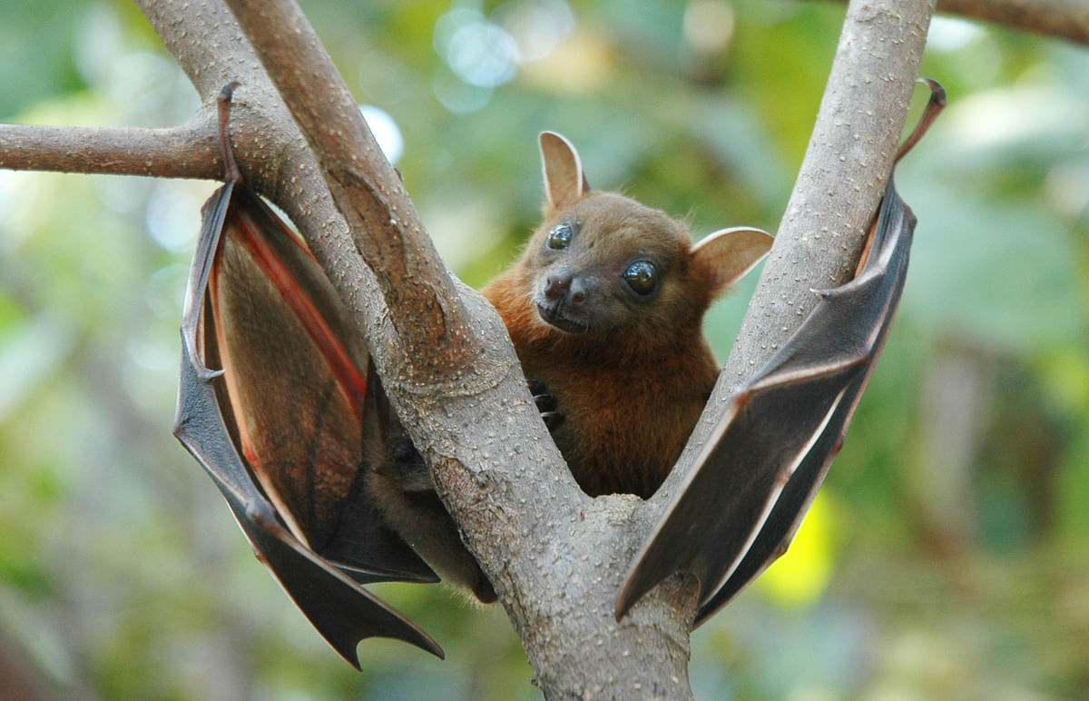 Symptoms of nipah virus range from  fever, headache, drowsiness, disorientation, coma, and death. 