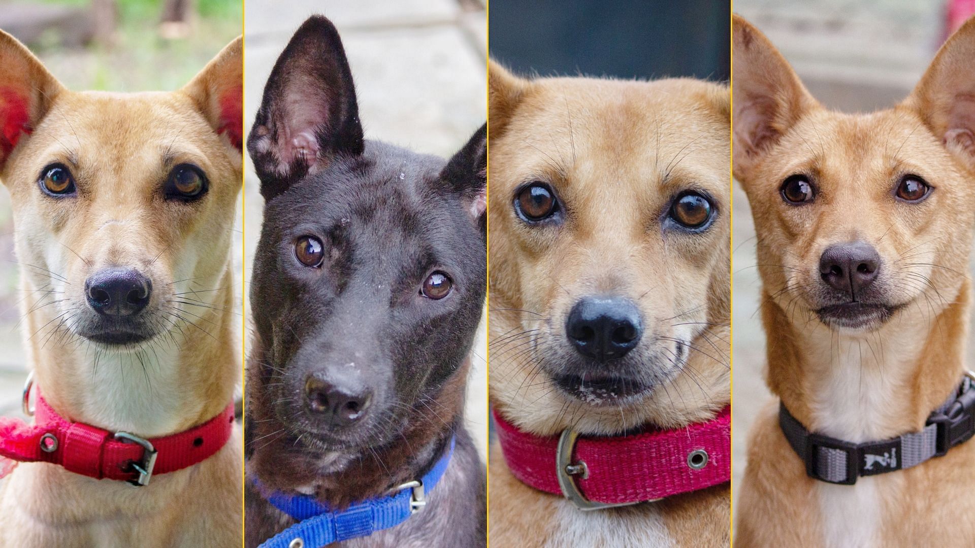 After a traumatic past, a grand escape, over 15 dogs are still awaiting a happy home.