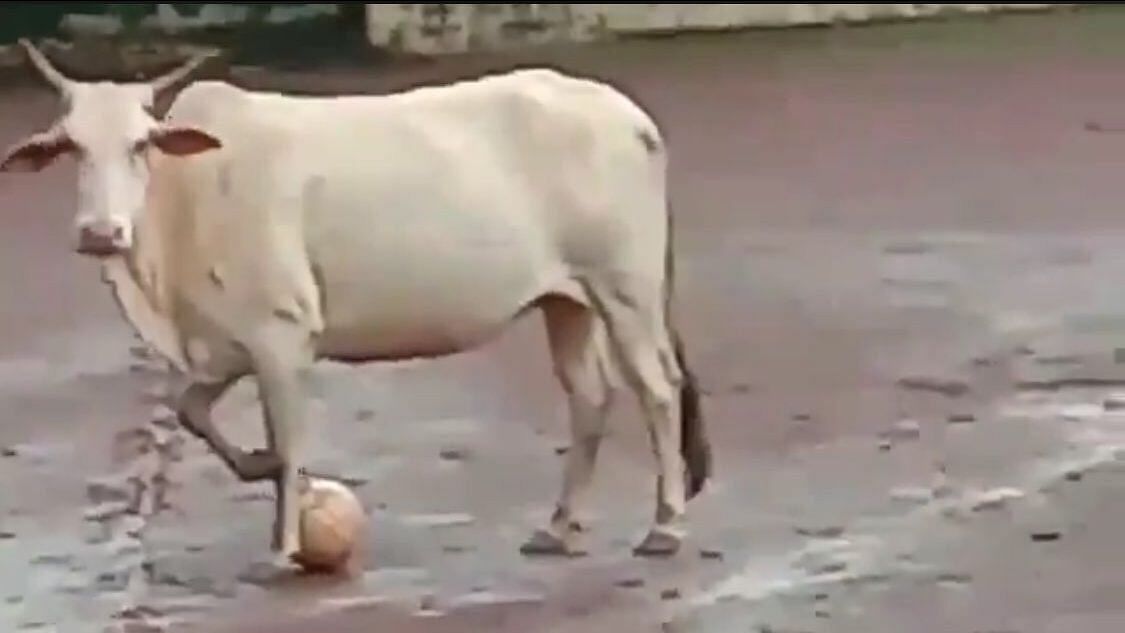 Cow poses with the football.