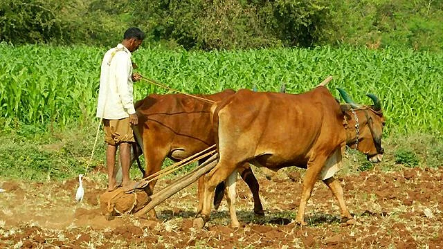 In her budget speech, Finance Minister Nirmala Sitharaman said “we will go back to basics on one count: Zero-budget Farming.”