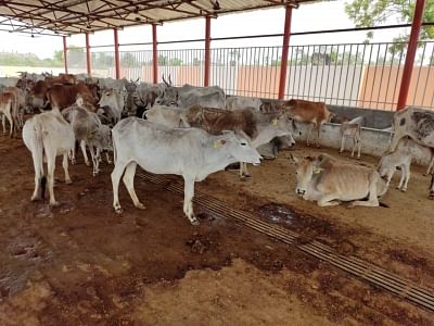 35 cows found dead in Prayagraj cow shelter