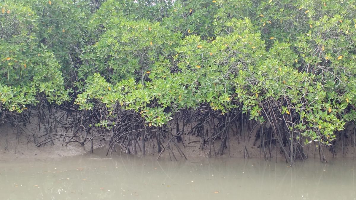 Why hasn’t there been any public outcry against the building of the Rampal coal power plant in Sunderbans periphery?