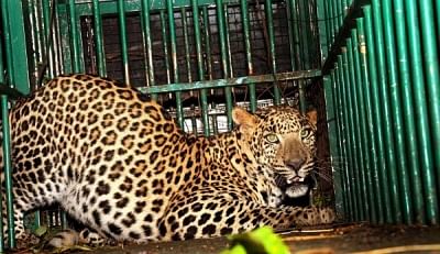 Leopard (File Photo)