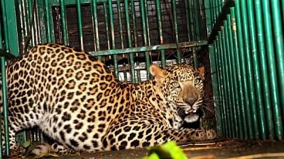 A leopard in captivity. Image used for representational purpose.