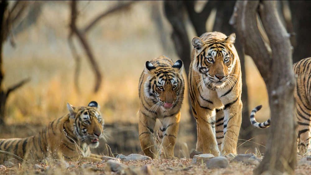 <div class="paragraphs"><p>In a bid to commemorate Project Tiger's completion of 50 years, Prime Minister Narendra Modi released the latest tiger census data in Mysuru on Sunday, 9 April.</p></div>