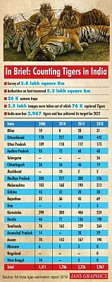 In Brief: Counting Tigers in India. (IANS Infographics)