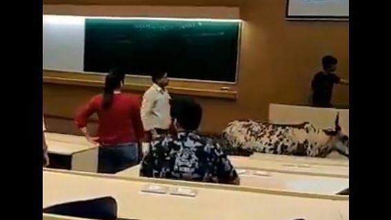 Twitter in Splits as Stray Cow Enters IIT-Bombay Classroom