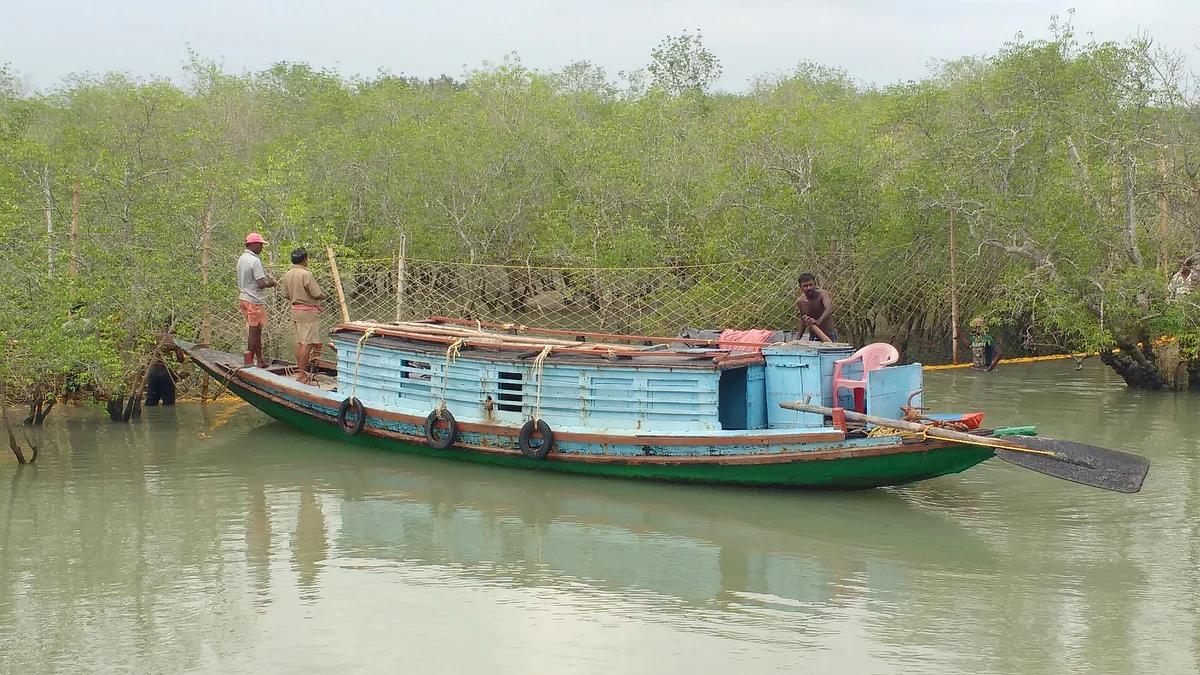 Honey collectors hunt searching for honeycombs in Sunderbans, West Bengal