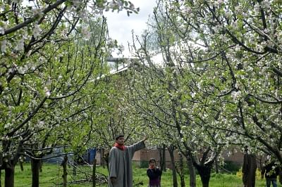 It’s Kashmir’s apple story­­ that looks bigger than any other story in the region at the moment, believe it or not.