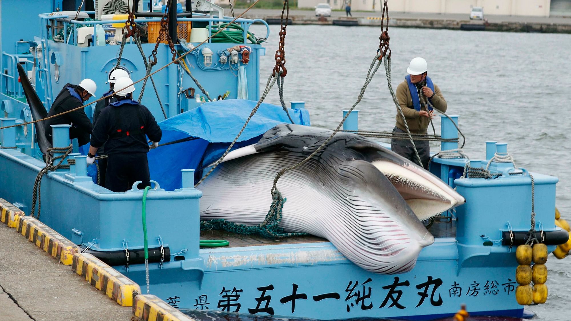 A whale is unloaded at a port in Kushiro, in the northernmost main island of Hokkaido, Monday, July 1, 2019