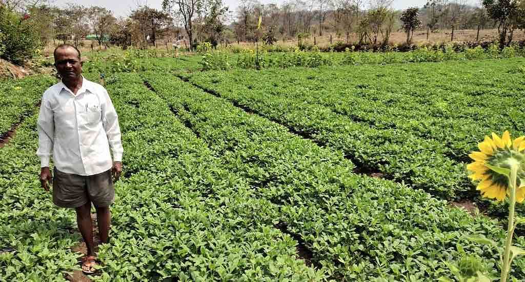 Cultivators across Maharashtra are adopting the zero-till Saguna Rice Technique helps conserve the topsoil. 