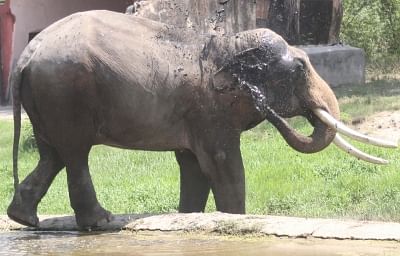 New Delhi: An elephant seen inside its enclosure at the National Zoological Park in New Delhi, on June 1, 2019. (Photo: IANS)