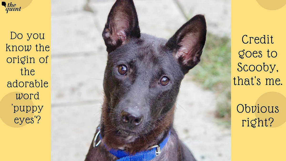 Scooby knows he is the most adorable.
