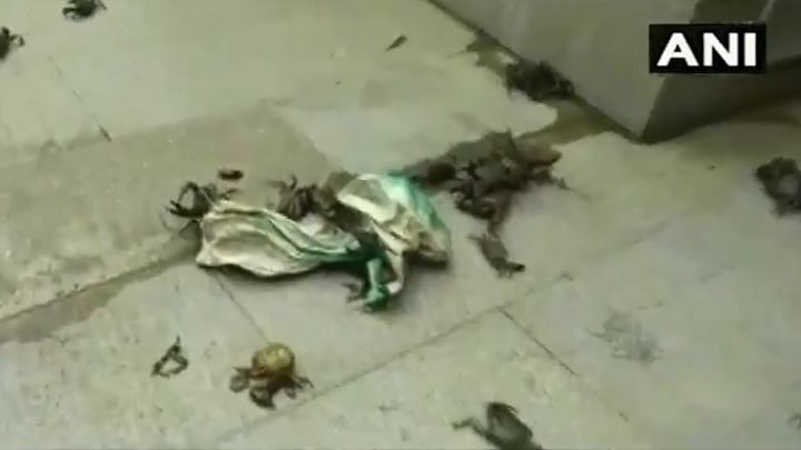 NCP workers led by Rupali Chakankar reached Tanaji Sawant’s residence in Pune and threw live crabs on the porch.