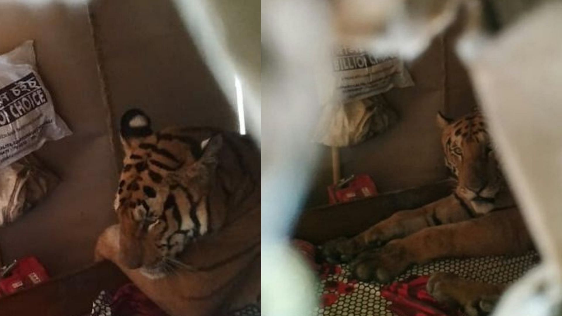 A Bengal tiger was found sitting on a bed in a house in flood-hit Harmati area of Assam’s Kaziranga.