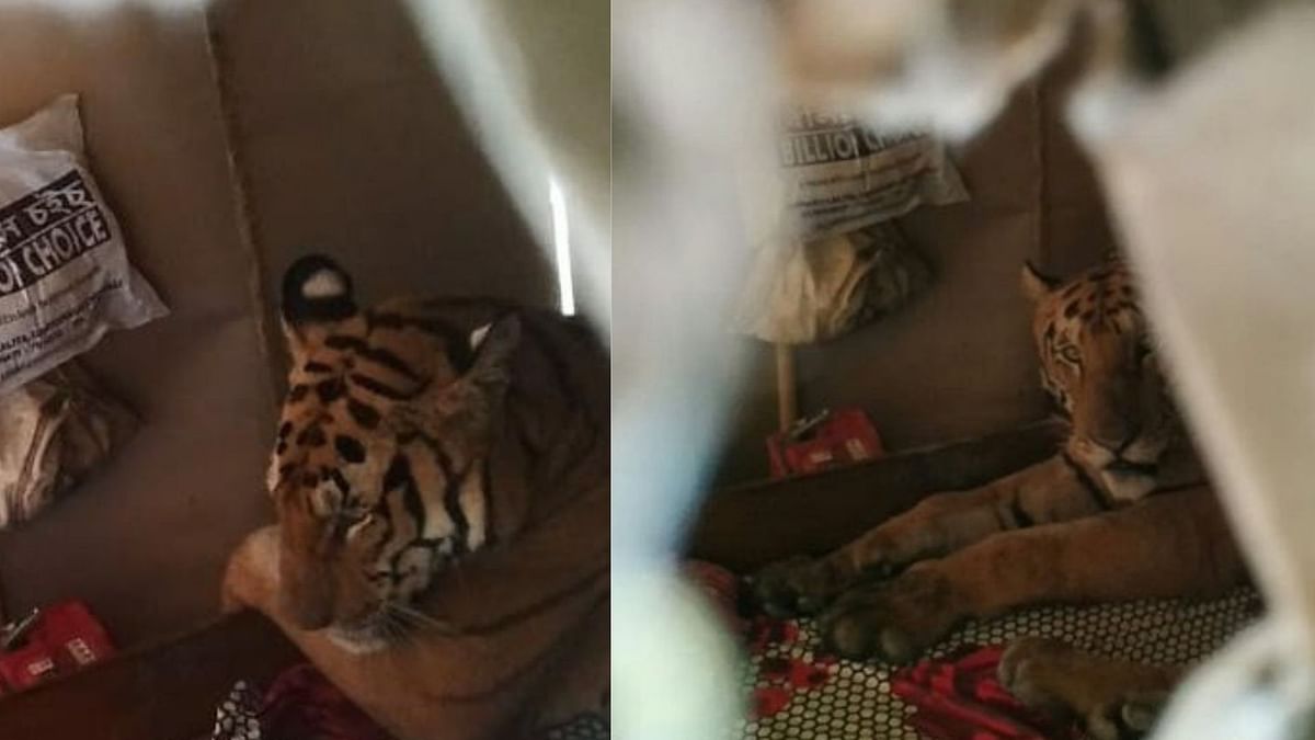 Found Sitting on Bed, Tiger Takes Shelter in Flood-Hit Kaziranga