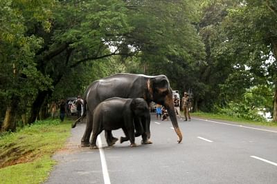Kaziranga: Wild elephants cross a road as they move to higher lands from flood hit Kaziranga National Park, Assam on Sep 3, 2015. (Photo: IANS)